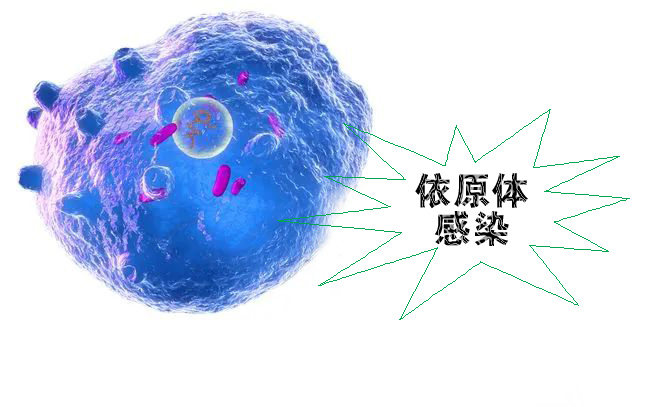 怎么不知不覺就感染了沙眼依原體呢？